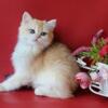 NEW Elite British kitten from Europe with excellent pedigree, female. Olha