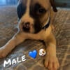 Adorable American Xl bully puppies for sale