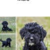 Adorable FB1 Standard Goldendoodles!