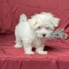 3 month old AKC registered Maltese