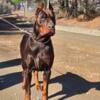 100% European Doberman Stud Wisconsin NOT FOR SALE