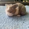 Holland Lop baby bunnies 2