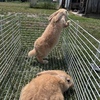 Fawn Flemish Giants