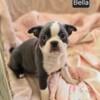 SPECIAL! Female Boston Terrier Puppies