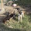 Anatolian Shepherd, Great Pyrenees, Pitt Mixes