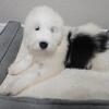 Old English sheepdoog 