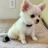 Long Coat Male Chihuahua puppy 