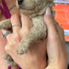 Mini Aussie Doodles in Satellite Beach FL