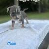 STANDARD AMERICAN BULLY 