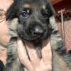 Akc registered German shepherd pups red and black 600