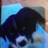 5 male puppies Husky/Australian shepherd mix in Mount Orab 