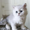 Beautiful Silver Shaded Chinchilla Dollface Persian Female