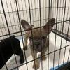 “FOR SALE” AKC- Blue Fawn Puppy