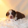 CKC registered Mini Australian Shepherd puppies 