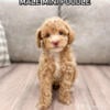 Toy Poodle Puppies - 2 males - 1 Female- Miniature Poodles / Toy Poodles