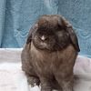 Bunny Rabbits Lion Head/ Lop mix and Holland Lops