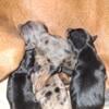 Miniature Pinscher  min pin babies