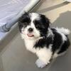 Shih Tzu AKC Male