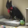 Purebred german shepherd puppy 7 months old