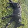 for STUD embarked black male shepherd