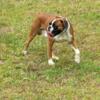 AKC Registered Boxer Puppies Ready For Rehoming