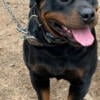 German / Serbian Rottweiler for Stud service 