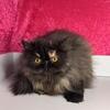 Free Persian cats
