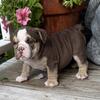 Beautiful English Bulldog Puppies