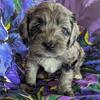 Merle Cockapoo Girl, Gidget