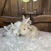 Baby Bunny Rabbits! Holland Lops Mini Lops Netherland Dwarf