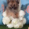 Tank Handsome Toy ACA Pomeranian