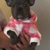 AVAILABLE FEMALE FRENCHIE