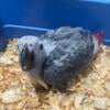 African grey baby Hand feed  Born 04/26/24