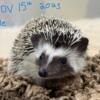 Hedgehogs looking for homes