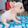 Beautiful male French bulldog