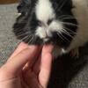 Female Guinea Pig for sale with supplies 