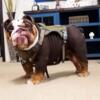 English bulldog stud service