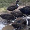 Ducks