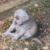 Silver Lab puppies for sale