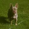 French Bulldog for sale