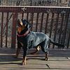 Champion Bloodline Rottweiler Puppies!