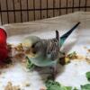 Parakeet Babies For Sale 55.00 each