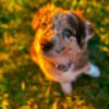 Red tri Merle Australian shepherd puppy