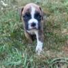 Female Boxer Purebred Puppy