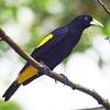 Yellow Rumped Caciques for Sale