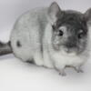 baby chinchillas for sale