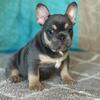 AKC French Bulldog Puppies