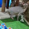 Sphynx kittens  looking for a new home