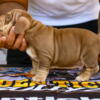 Nano Exotic Male Bully