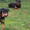 rottweilers looking for re-home